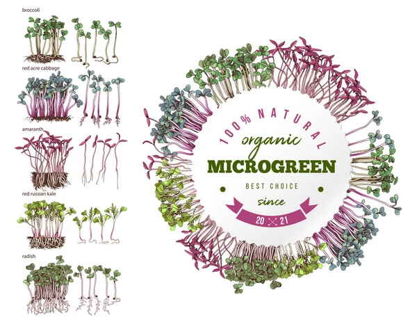 Etiqueta y sello microverde dibujado a mano. — Archivo Imágenes Vectoriales