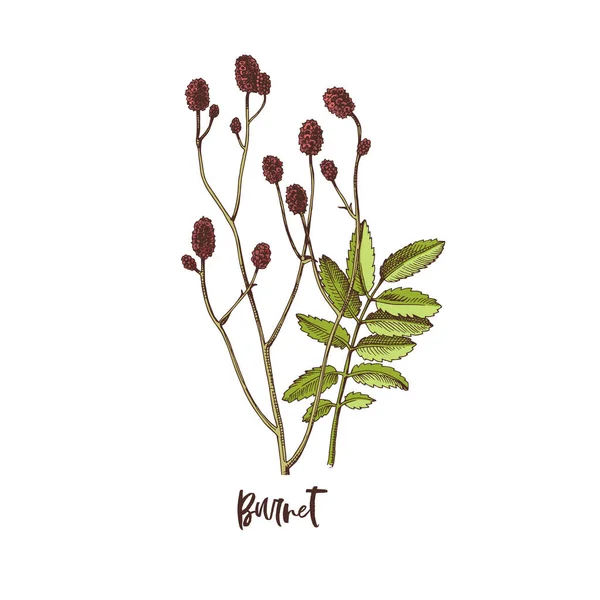 Rama de Burnet. Hierba medicinal — Vector de stock