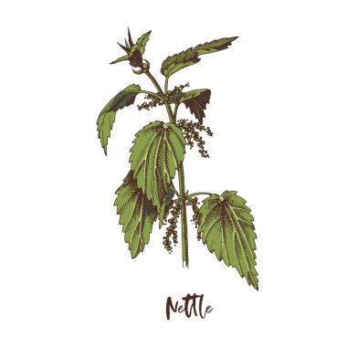 Nettle şubesi. Şifalı bitki.