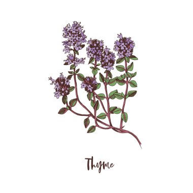 Kekik dalı. Şifalı bitki.