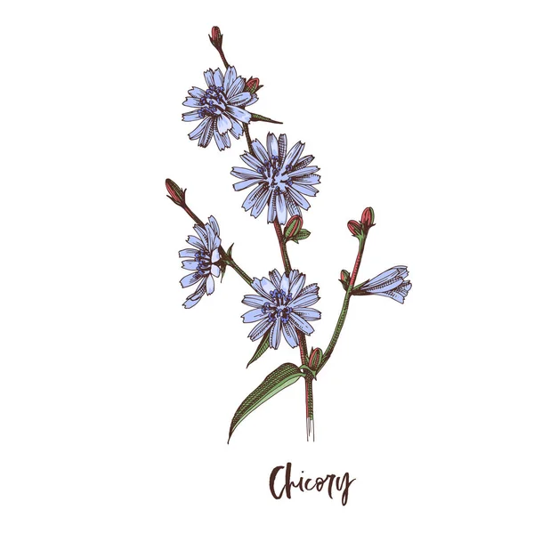 Ramo de Chicory. Ervas medicinais —  Vetores de Stock