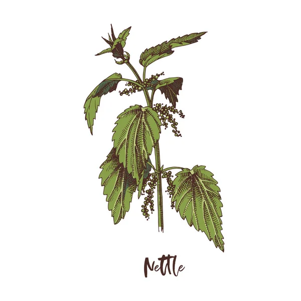 Nettle şubesi. Şifalı bitki. — Stok Vektör