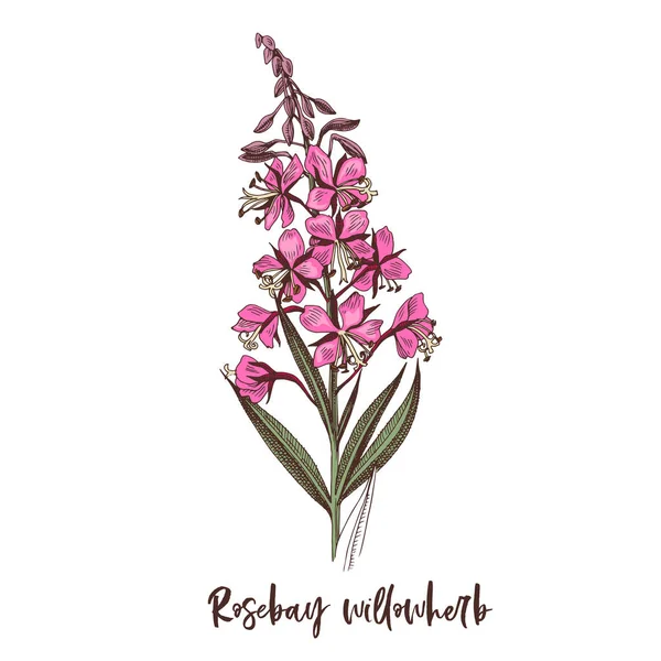 Větev Rosebay Willowherb. Léčivá bylina — Stockový vektor