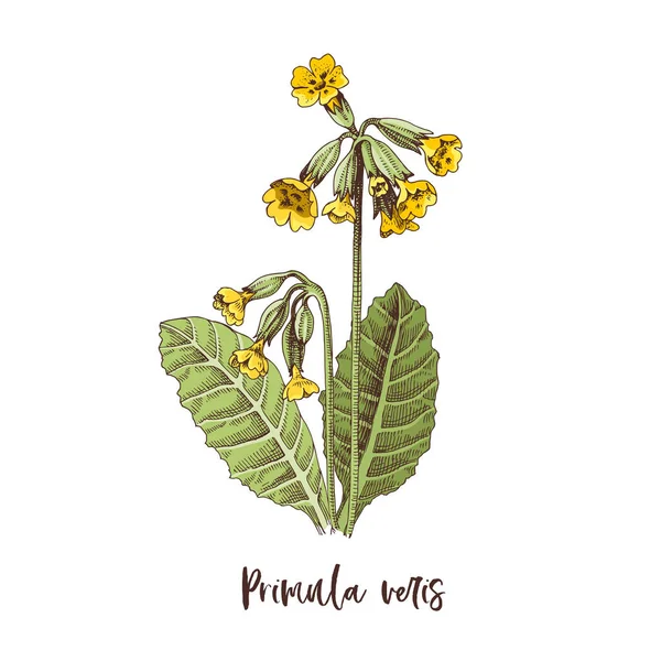 Primula veris的分支。药草 — 图库矢量图片