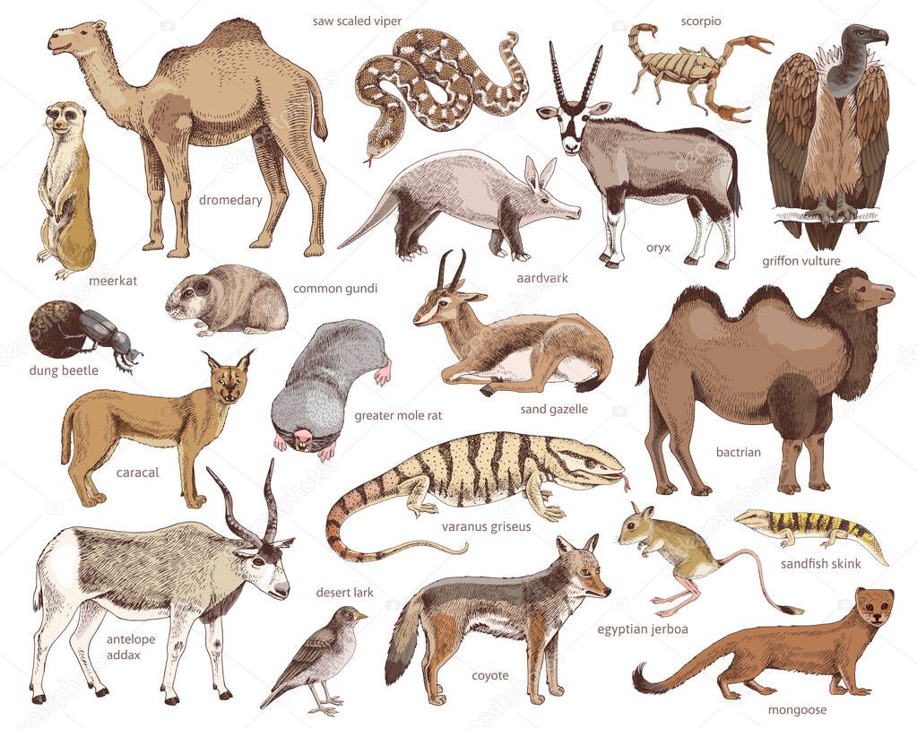 Hand drawn collection of desert animals