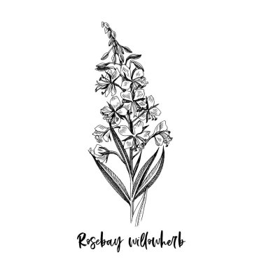 Rosebay şubesi Willowhere 'de. Şifalı bitki.