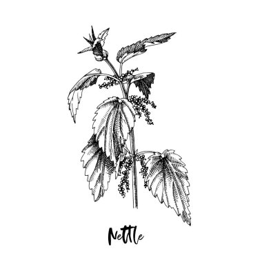 Nettle şubesi. Şifalı bitki.