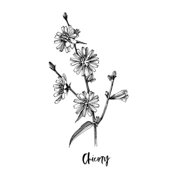 Κλάδος του Chicory. Φαρμακευτικό φυτό — Διανυσματικό Αρχείο