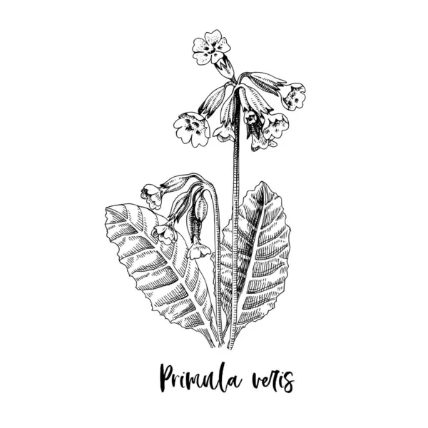 Primula veris的分支。药草 — 图库矢量图片