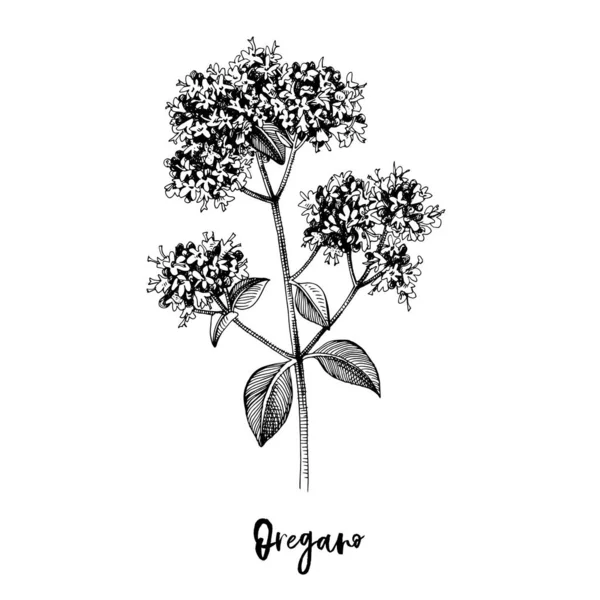 Branch van Oregano. Geneesmiddelkruid — Stockvector