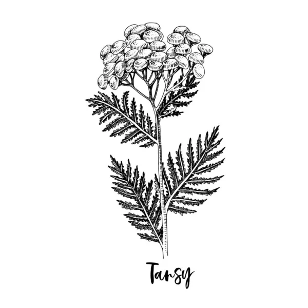 Branch of Tansy. Medicinal herb — Stock Vector