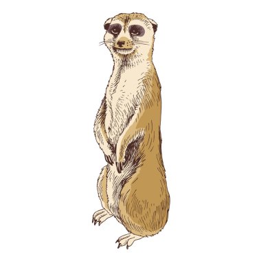 Meerkat 'ın Vektör Illustration, Suricate