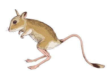 Mısırlı Jerboa 'nın el çizimi