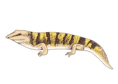 El çizimi Desert Sandfish skink çizimi