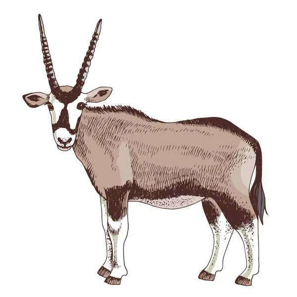 Afrikanische Oryx-Antilope mit langen Hörnern — Stockvektor