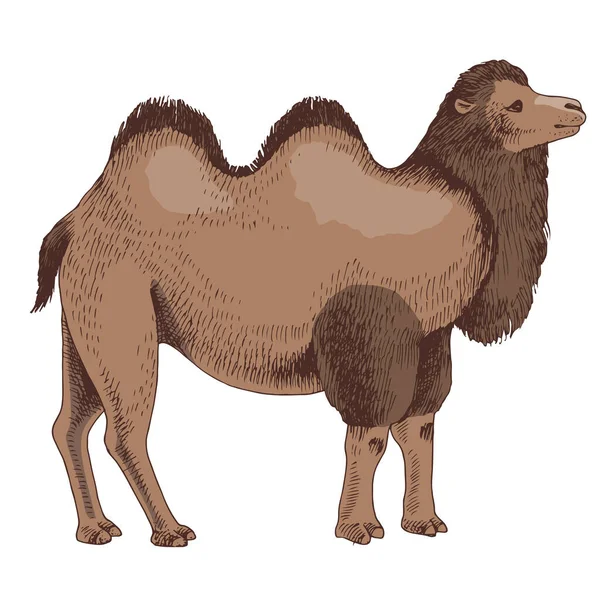 Bactrian Camel on white background. — Stock Vector