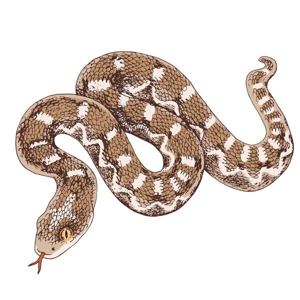 Deserto serra escalada Viper serpente ilustração — Vetor de Stock