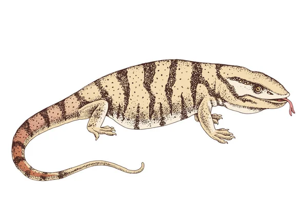 Désert dessiné à la main varanus griseus. — Image vectorielle