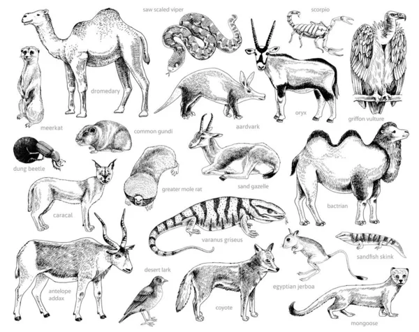 Monocromo Colección dibujada a mano de animales del desierto — Vector de stock