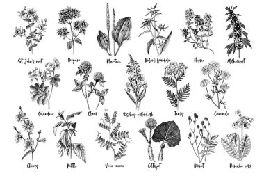 Hand drawn monochrome set of medicinal herbs clipart