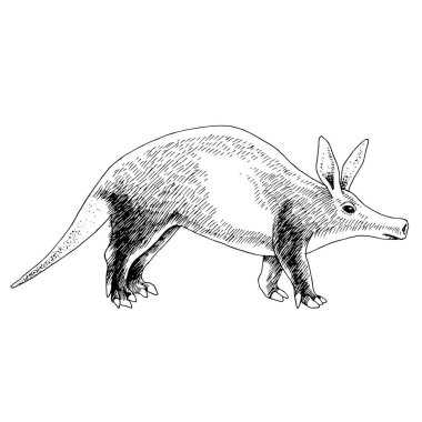 aadvark gece memelisi Afrika 'ya özgü.