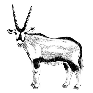 Uzun boynuzlu tek renkli Afrika antilobu antilobu.