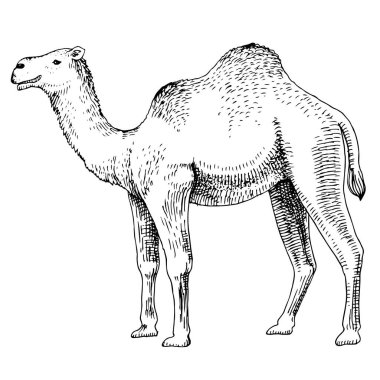 Beyaz arkaplanda tek renkli Dromedary Deve.