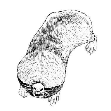 El darawn monokrom daha büyük köstebek fare.