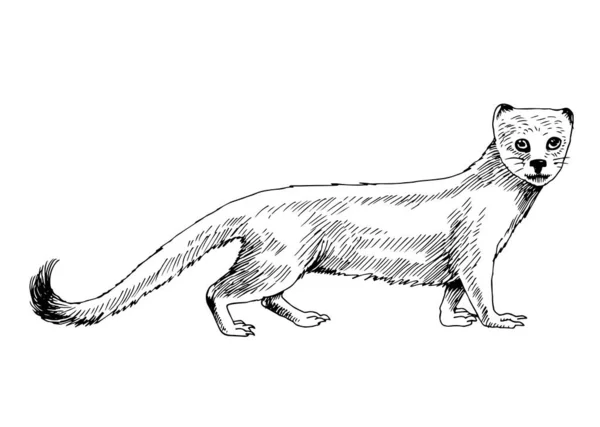 Monokrom Sydafrika mongoose isolerad — Stock vektor