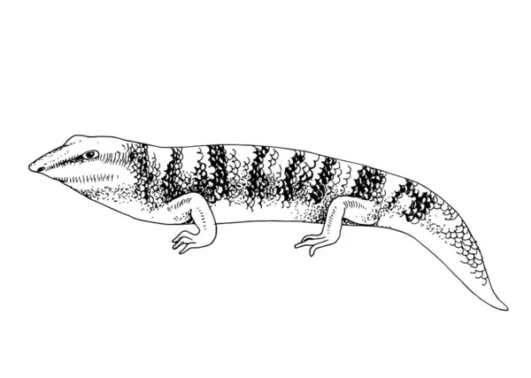 ภาพวาดด้วยมือของปลาทรายทะเลทราย skink — ภาพเวกเตอร์สต็อก