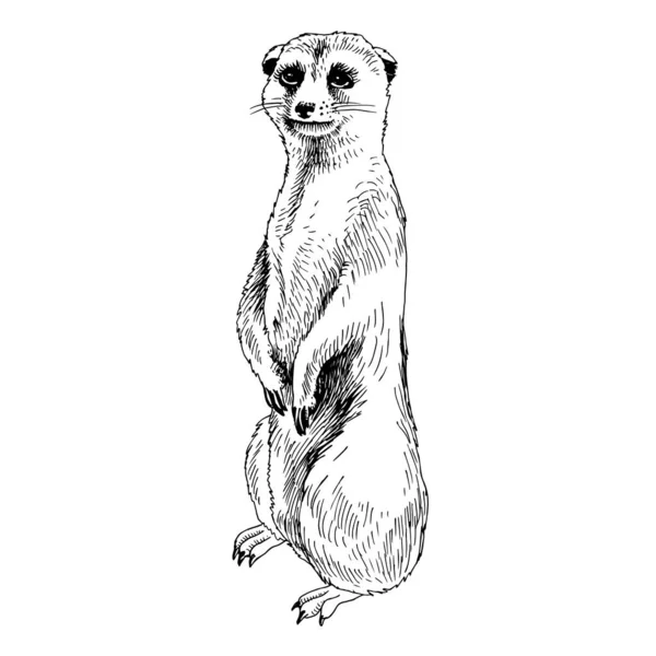 Vector Illustration of Meerkat, Suricate — Stock Vector