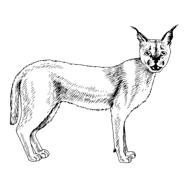 Magnifique caracal sauvage monochrome isolé — Image vectorielle