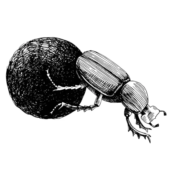 Monochrome African Dung Beetle rolling ball — Stock Vector