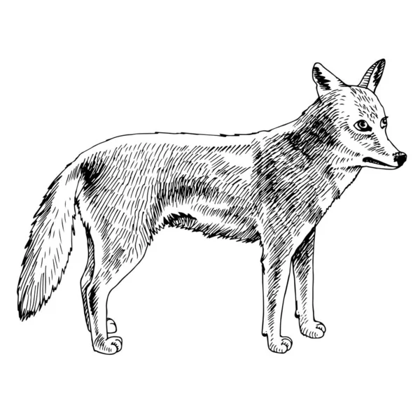 Afrikaanse coyote geïsoleerd op witte achtergrond. — Stockvector