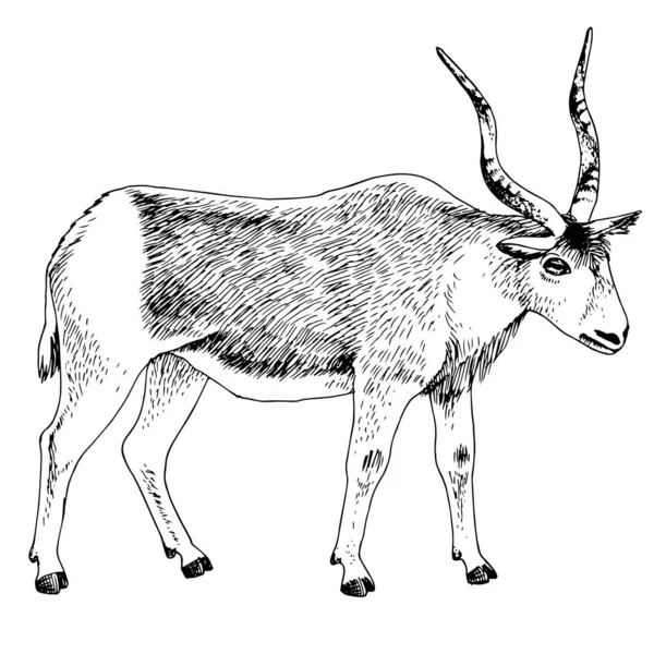 Monokróm afrikai addax antilop hosszú szarvakkal — Stock Vector