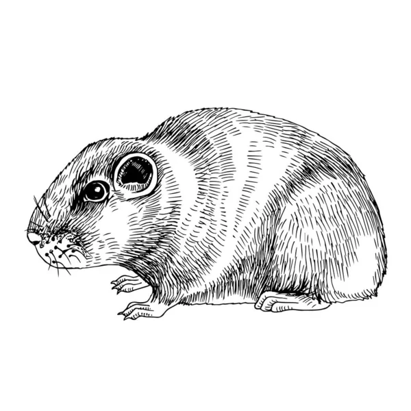 Gundi comun african. Monocrom Schiță desenată manual — Vector de stoc