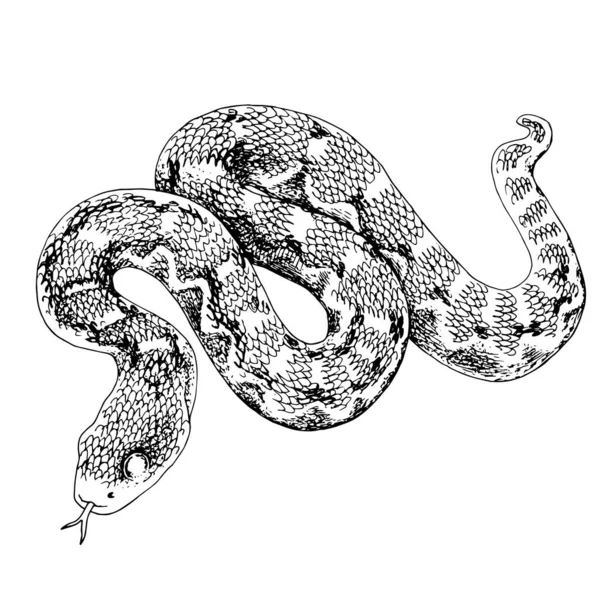 Monocromo Desierto sierra escamada víbora serpiente — Vector de stock