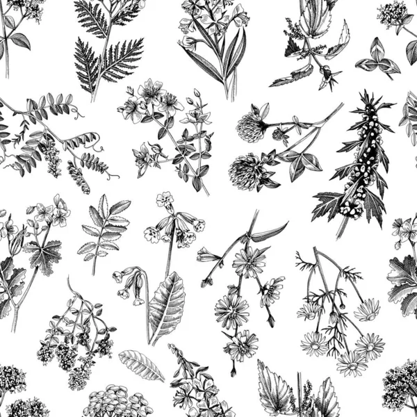 手描きの薬草のシームレスなパターン — ストックベクタ