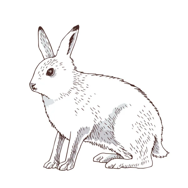 白地に隔離された北極圏のウサギ — ストックベクタ