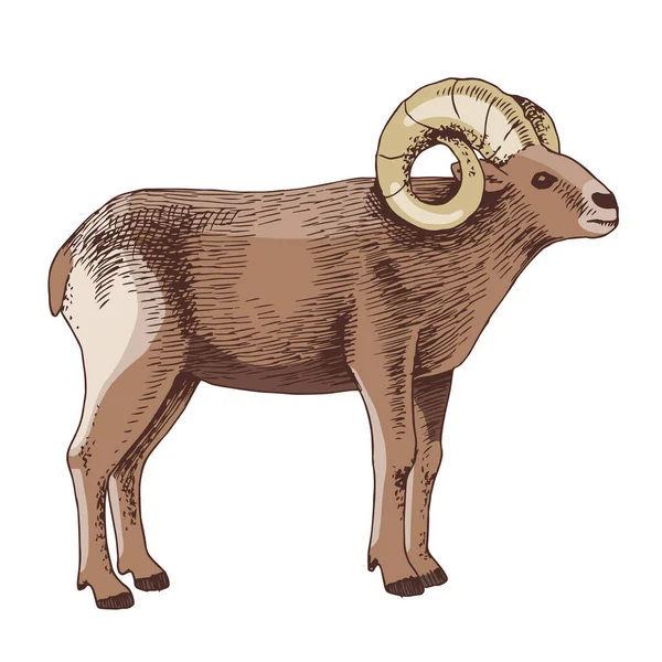 Mouflon dessiné à la main, croquis illustration graphique — Image vectorielle