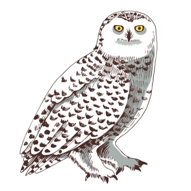 Beyaz kutup baykuşu - oldukça büyük kutup kuşu