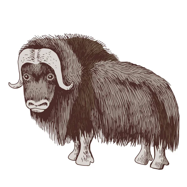 Standing musk ox isolated on white background — Stock Vector