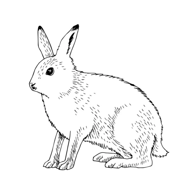 Kuzey Kutbu tavşanı beyaz arkaplanda izole edildi — Stok Vektör