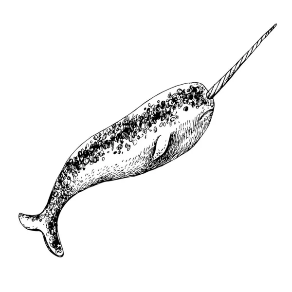 Ilustración dibujada a mano del narval ártico — Archivo Imágenes Vectoriales