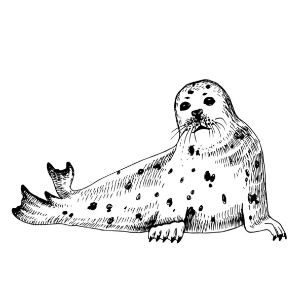 Handgetekende Seal geïsoleerd op witte achtergrond — Stockvector