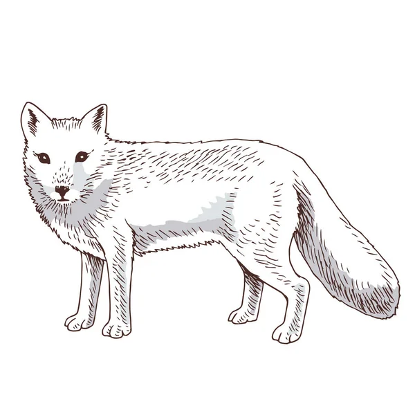 Hand drawn Arctic fox, Vulpes lagopus — Stock Vector