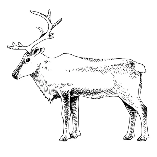 驯鹿，有巨大的鹿角，与白色隔离. — 图库矢量图片
