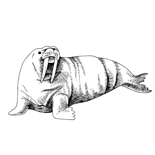 Big Walrus geïsoleerd op witte achtergrond — Stockvector