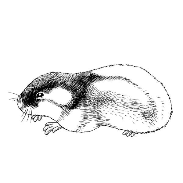 Illustration à la main du lemming polaire — Image vectorielle