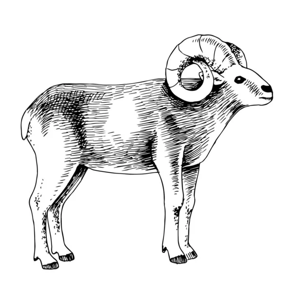 Mão desenhado mouflon, desenho gráfico ilustração —  Vetores de Stock